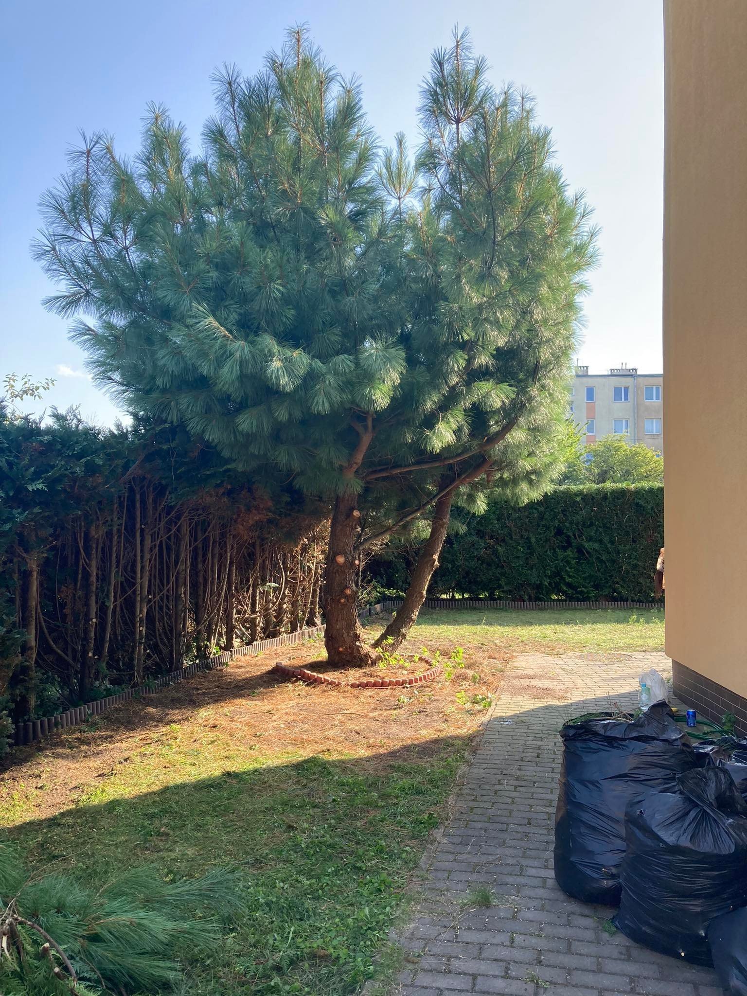 Duża sosna po zabiegach pielęgnacyjnych, widoczne świeże ślady cięcia gałęzi, obok leżą ścięte gałęzie i worki na odpady.