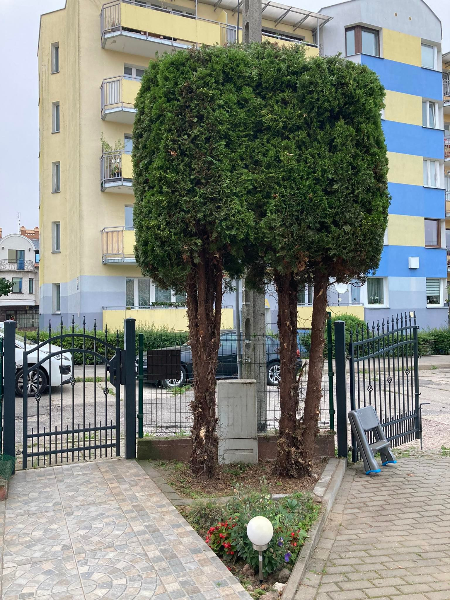 Kwadratowo uformowane tuje przed posesją z otwartą bramą i drabinką opartą o ogrodzenie.