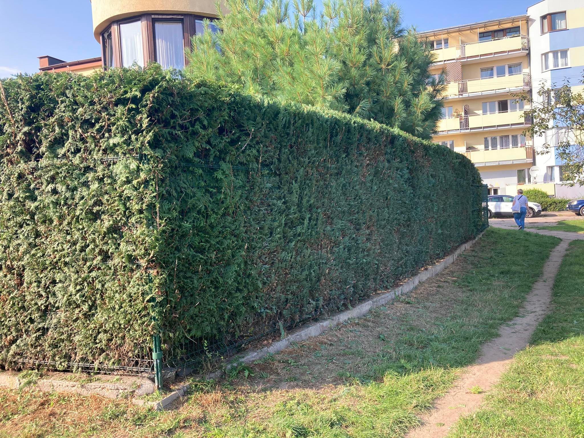 Gęsty, równo przycięty żywopłot z tui szmaragd, oddzielający posesję od chodnika, z widocznym fragmentem metalowej siatki u podstawy i budynkiem mieszkalnym w tle.