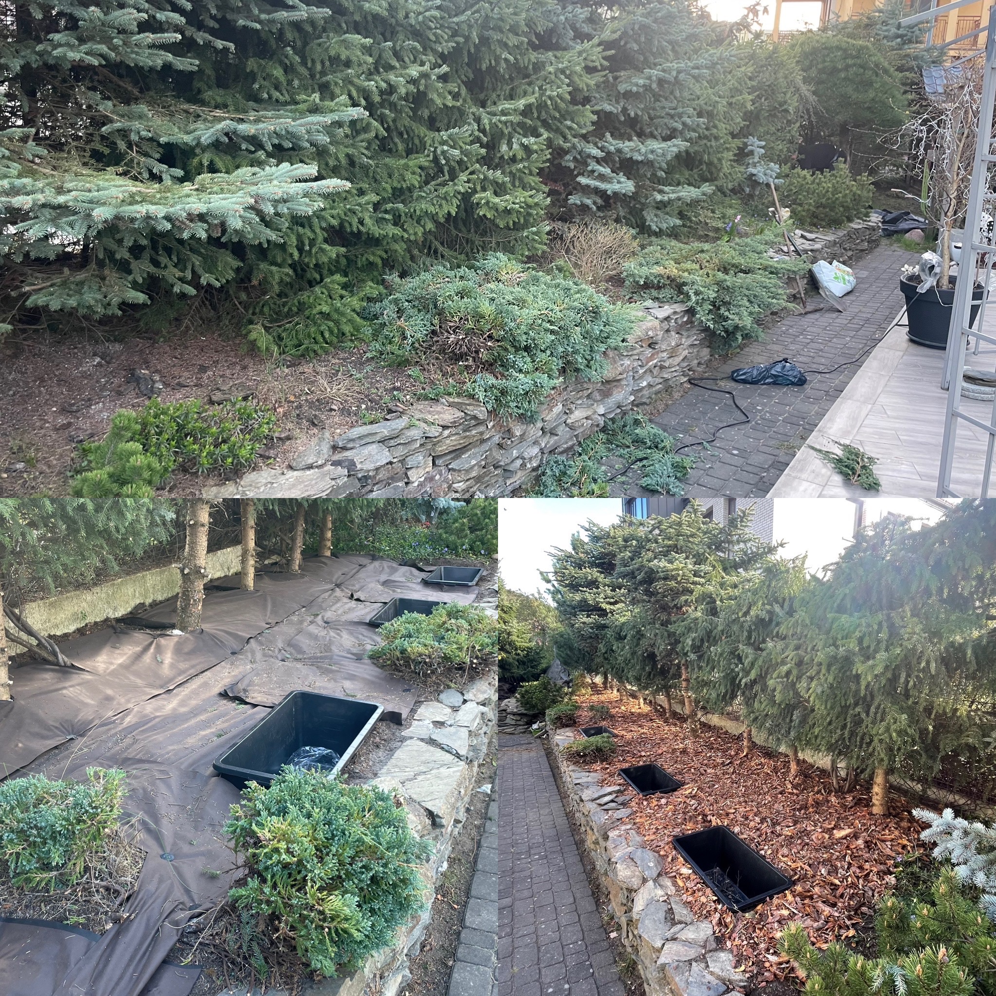 Przygotowanie terenu pod nasadzenia w ogrodzie: rozłożona agrowłóknina, czarne pojemniki na sadzonki, ścieżka z kostki brukowej, fragment przyciętych gałęzi na chodniku.