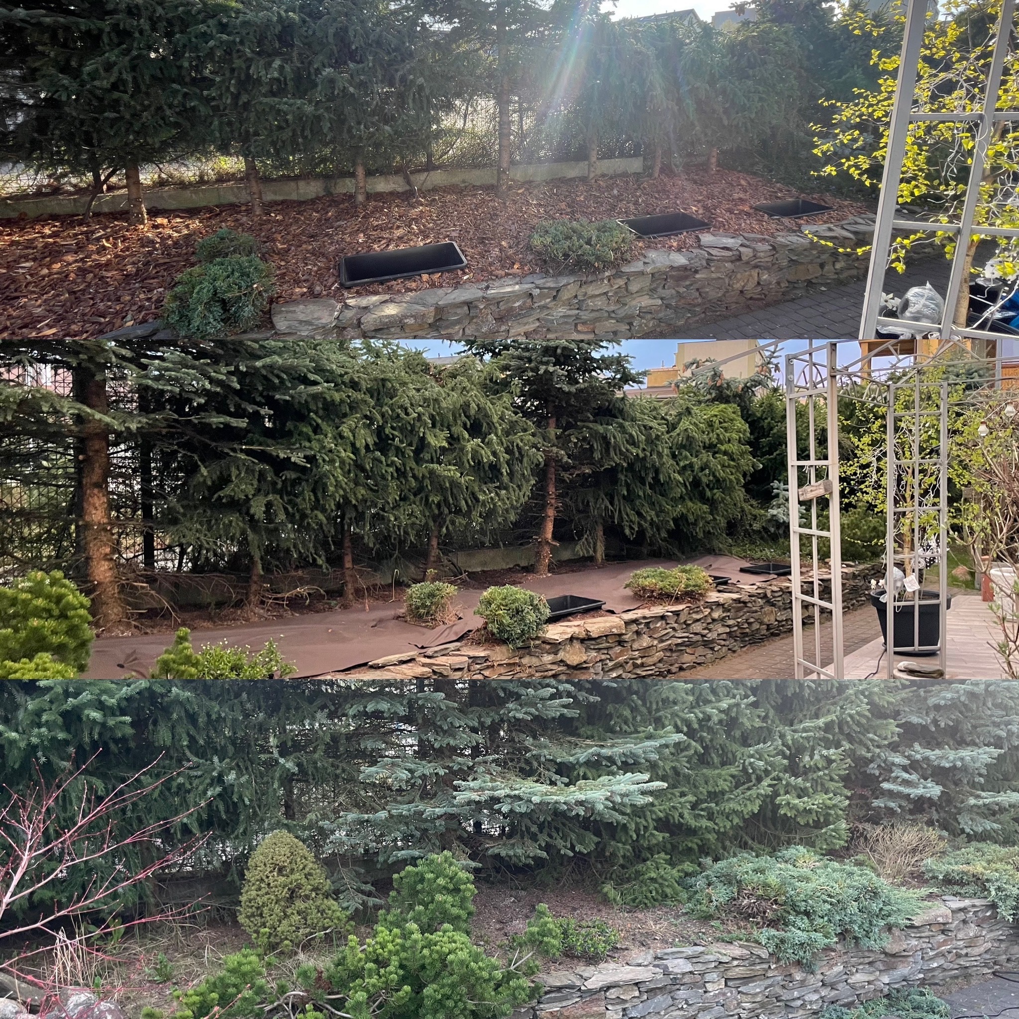 Widok na ogród z nasadzeniami iglaków, kamiennym murkiem, korą na ziemi i metalową konstrukcją pergoli w tle.