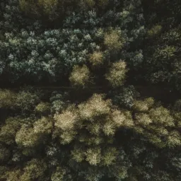 Widok z lotu ptaka na las mieszany z przewagą drzew iglastych, przez który biegnie wąska, piaszczysta ścieżka.