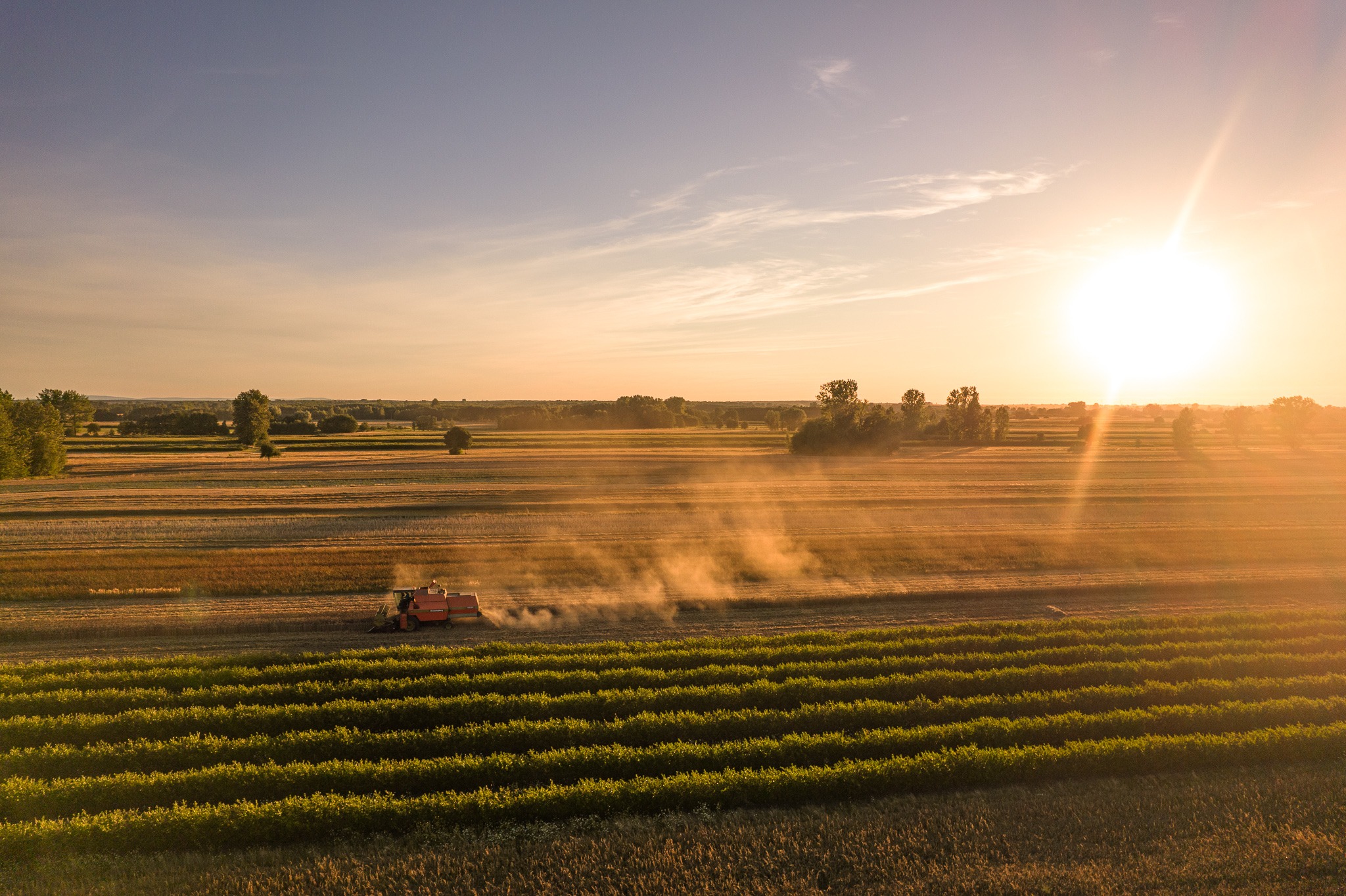 Kombajn żniwny pracuje na polu podczas zachodu słońca, unoszący się kurz w powietrzu, widok z lotu ptaka na uprawne tereny.