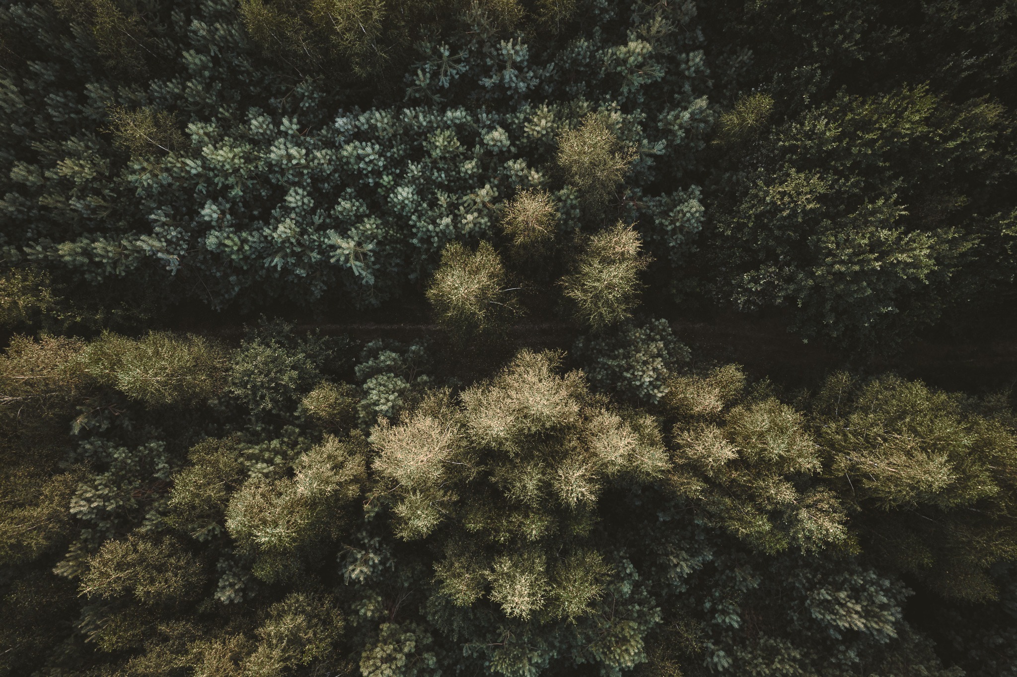 Widok z lotu ptaka na las mieszany z przewagą drzew iglastych, przez który biegnie wąska, piaszczysta ścieżka.