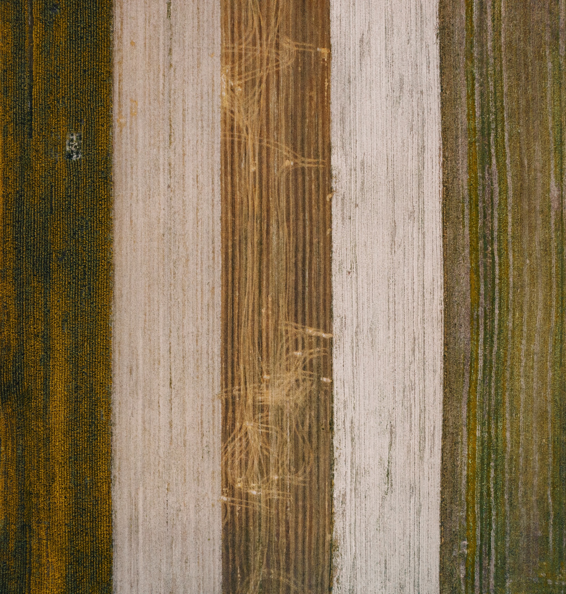 Widok z góry na pola uprawne z wyraźnymi pasami różnych roślinności, ukazujący zróżnicowanie barw i tekstur.