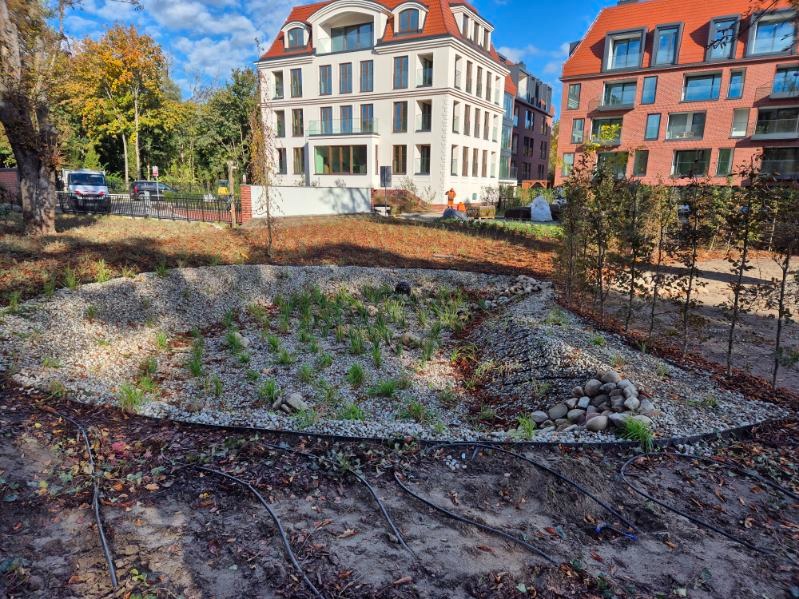 Nowo założony ogród z drenażem żwirowym, młodymi roślinami i systemem nawadniania na tle budynków mieszkalnych.