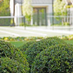 InSpiro Garden - Krzewy bukszpanowe uformowane w kule na tle kortu tenisowego i budynku w stylu minimalistycznym.