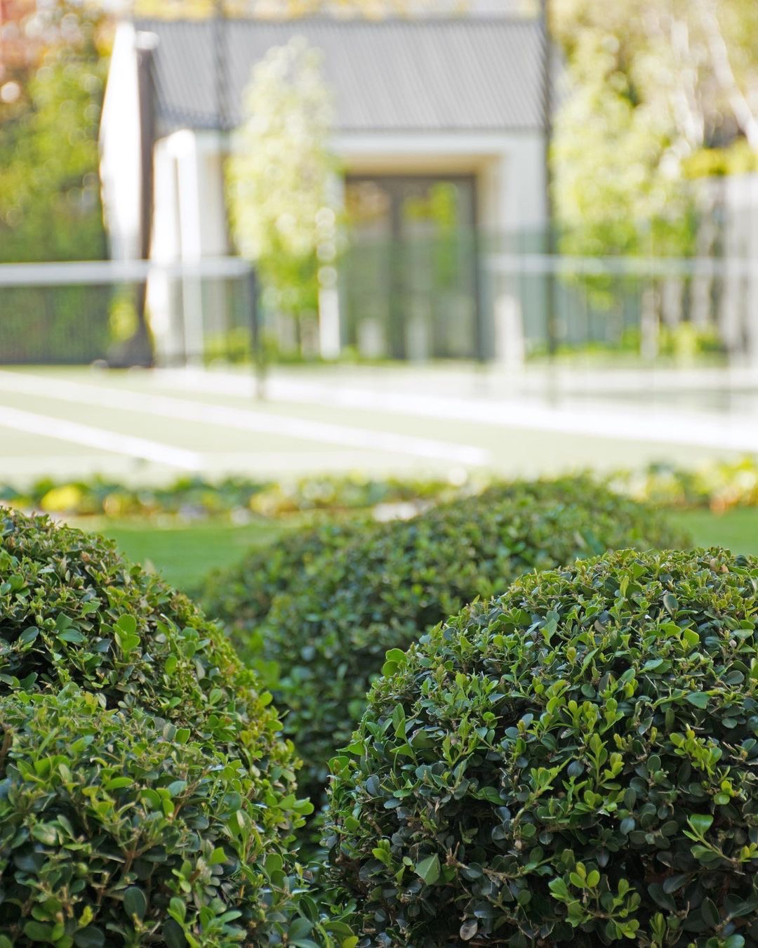 Krzewy bukszpanowe uformowane w kule na tle kortu tenisowego i budynku w stylu minimalistycznym.