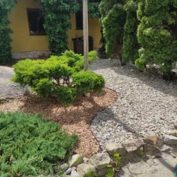 Uformowany krzew iglasty otoczony korą, ścieżka z drobnych kamieni, tło z zielonych tui i pnączy na elewacji budynku.