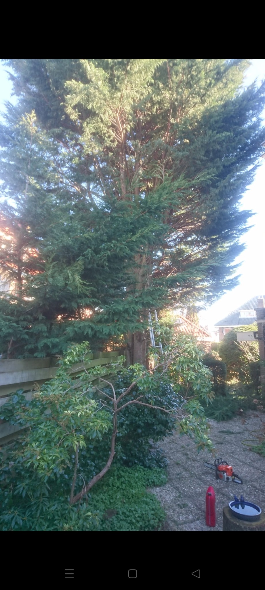 Wysokie drzewo iglaste przed domem, widoczna drabina oparta o pień, obok leżą ścięte gałęzie, piła łańcuchowa i kanister.