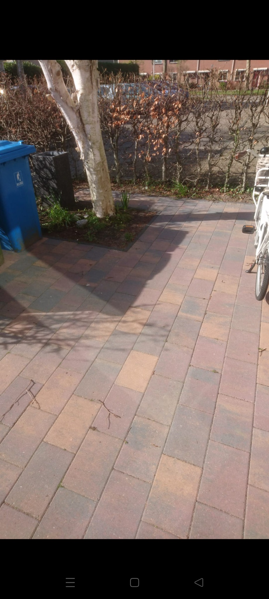 Ułożona kostka brukowa w odcieniach brązu i szarości, obok biała brzoza, niebieski kosz na śmieci i rower w tle.