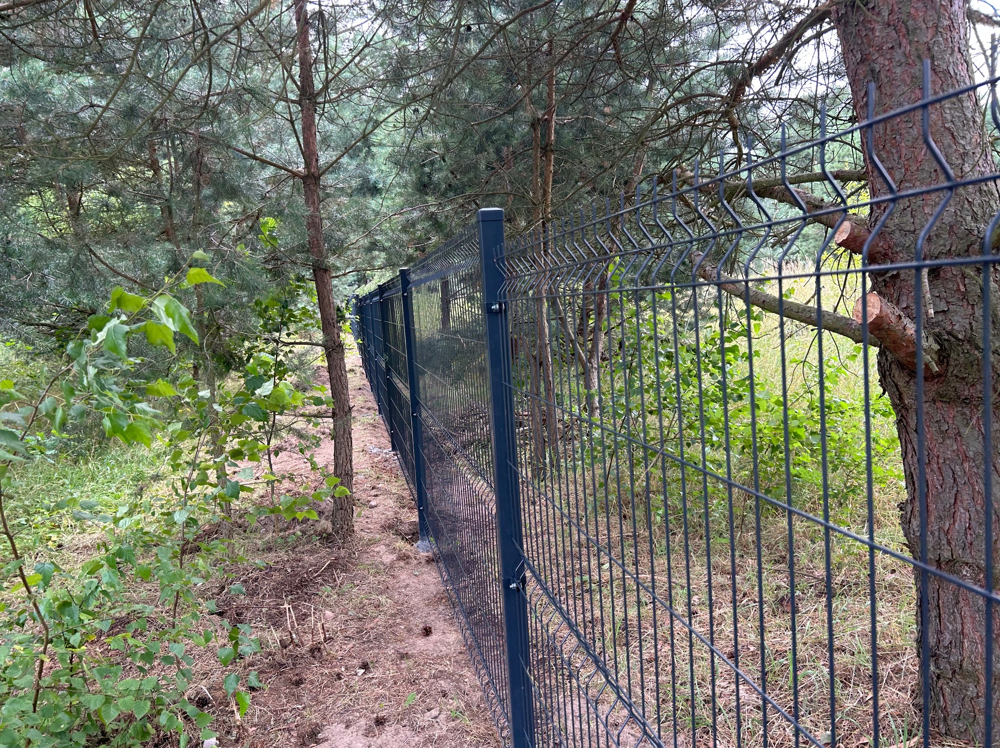 Granatowe ogrodzenie panelowe z metalowej siatki w lesie, przymocowane do pnia drzewa, widoczne ślady cięcia gałęzi.