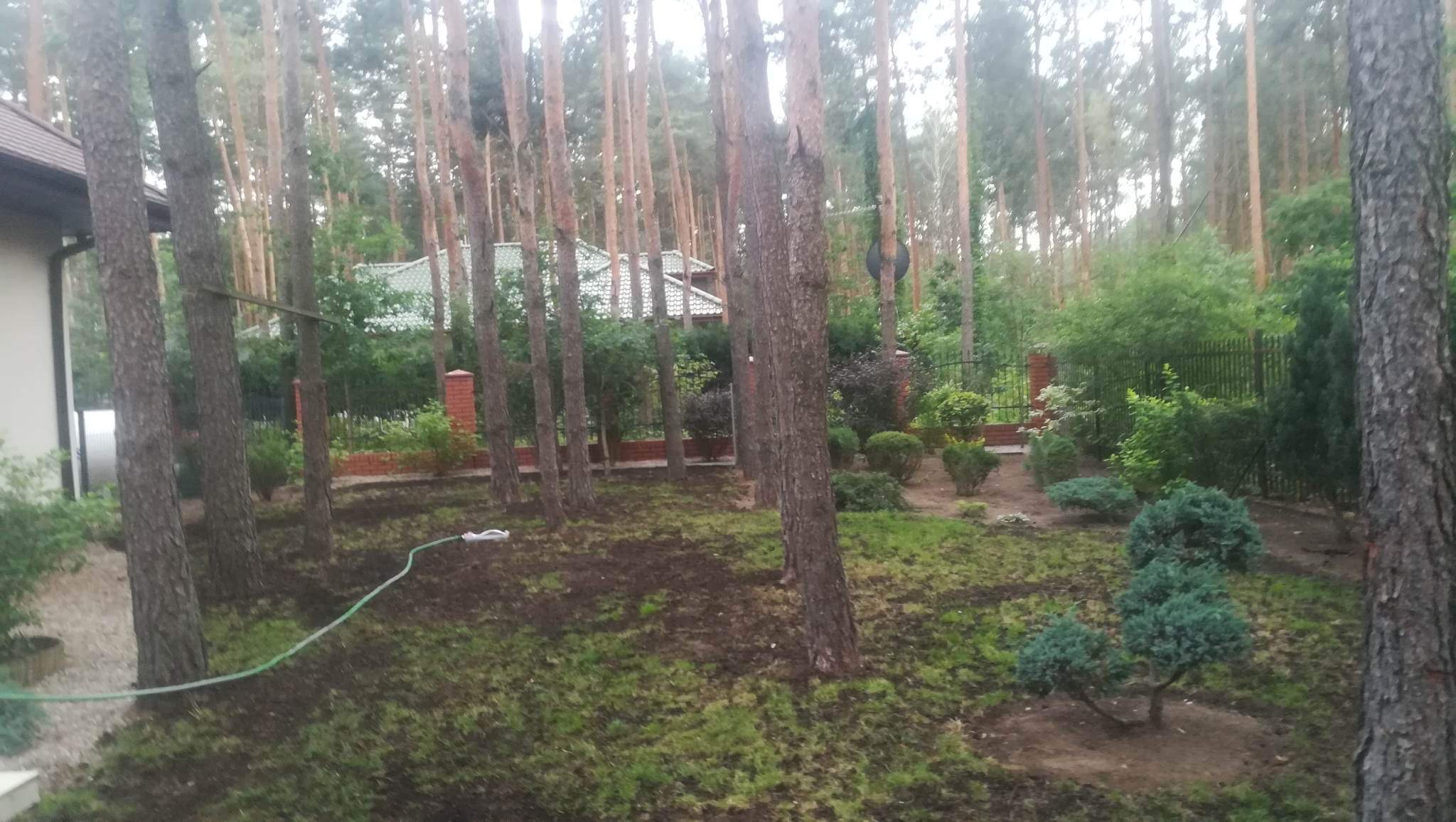 Przygotowany teren pod trawnik w otoczeniu wysokich sosen, widoczny wąż ogrodowy i fragment domu z zielonym dachem w tle.