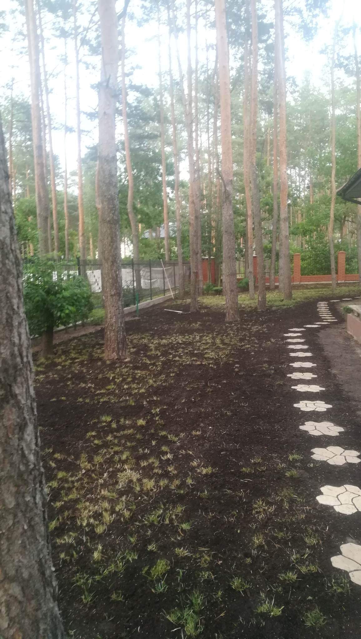 Przygotowany teren pod trawnik z widocznymi młodymi źdźbłami trawy, obok ścieżka z betonowych płyt w kształcie kwiatów, wysokie sosny w tle.