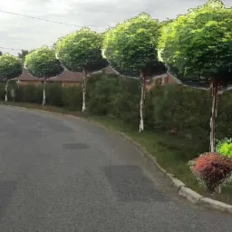 Wizualizacja projektu zagospodarowania terenu: szpaler kulistych drzew wzdłuż drogi, z dodatkowymi nasadzeniami krzewów u podstawy, dom w tle.