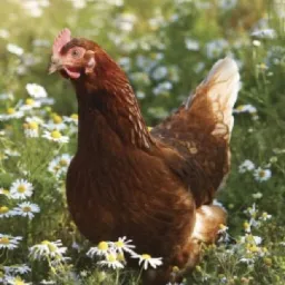 Brązowa kura na łące pełnej kwitnących rumianków, w naturalnym świetle.