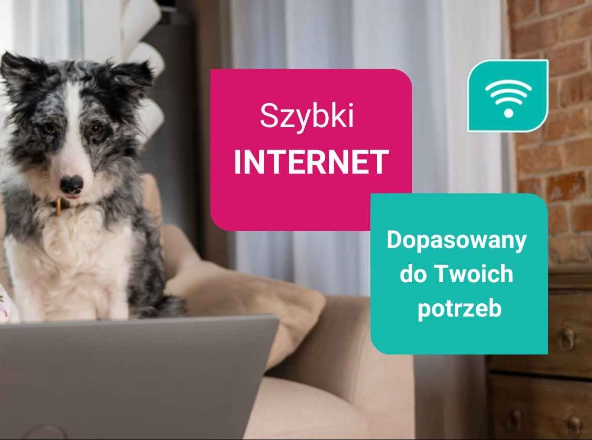 Border Collie 'pracuje' przy laptopie. Reklama szybkiego, dopasowanego do potrzeb łącza. W tle ceglana ściana i symbol WiFi. Oferta dostępu do sieci.