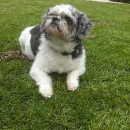 Biało-szary pies rasy Shih Tzu leży na zielonej trawie, spoglądając w górę, z widoczną obrożą z zawieszką.