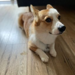 Agnieszka - Spacery z Psem Tarnowo Podgórne