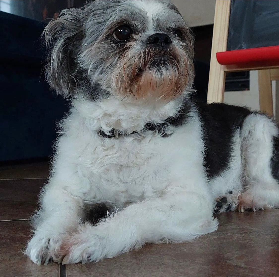 Shih Tzu o czarno-białym umaszczeniu leży na brązowych płytkach, z widoczną tablicą kredową w tle.