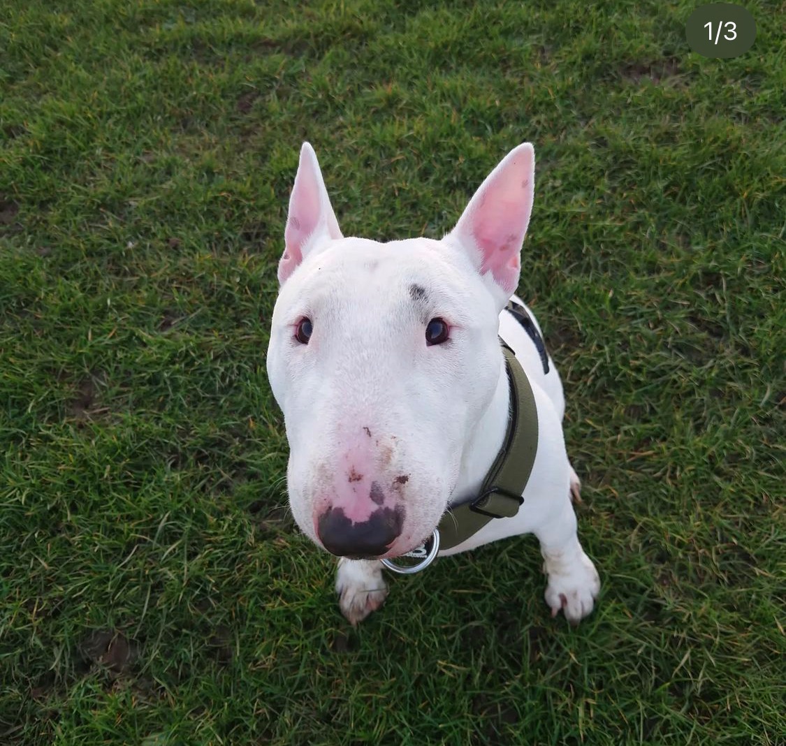 Biały bullterier z brudnym nosem i zieloną obrożą siedzi na trawie, patrząc w górę.