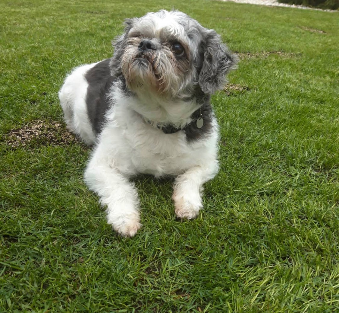 Biało-szary pies rasy Shih Tzu leży na zielonej trawie, spoglądając w górę, z widoczną obrożą z zawieszką.