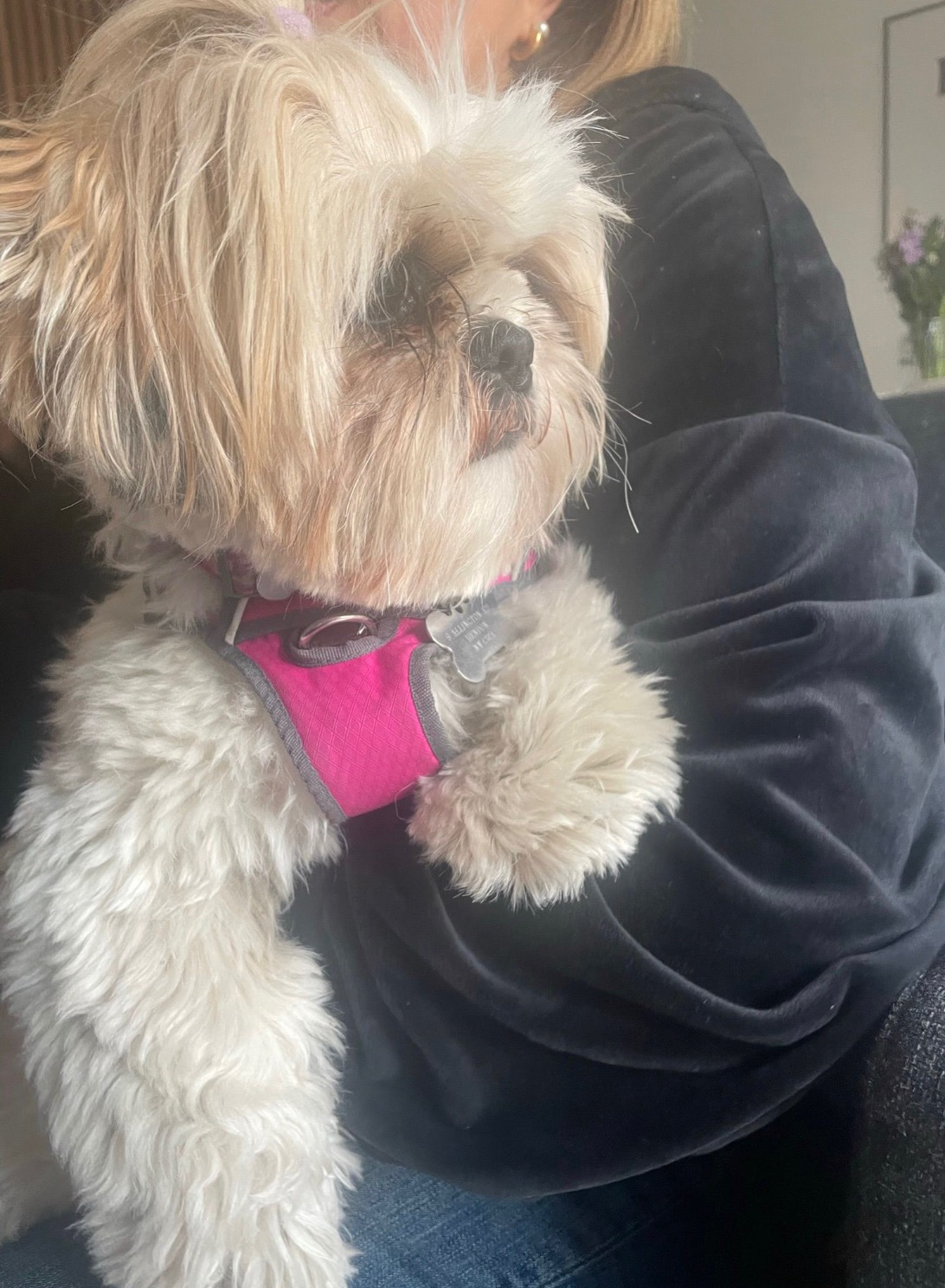 Mały pies rasy Shih Tzu w różowej uprzęży, trzymany na rękach przez osobę ubraną w ciemny welurowy strój, z widocznym fragmentem dżinsów i elementami wystroju wnętrza w tle.