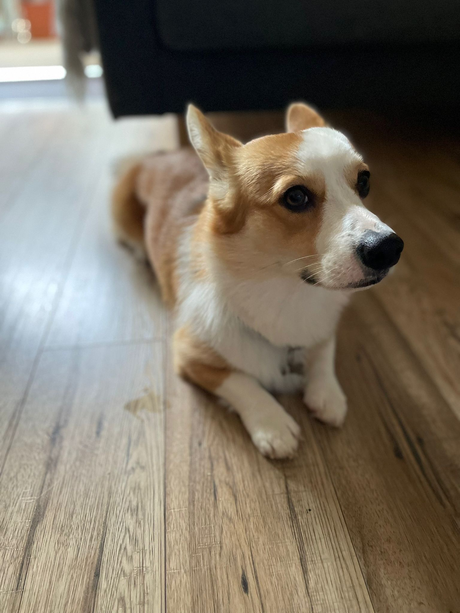 Corgi leży na drewnianej podłodze, spoglądając w prawo, z obrożą na szyi.