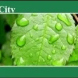 Krople wody na zielonym liściu, z widocznym logo EcoCity w lewym górnym rogu.