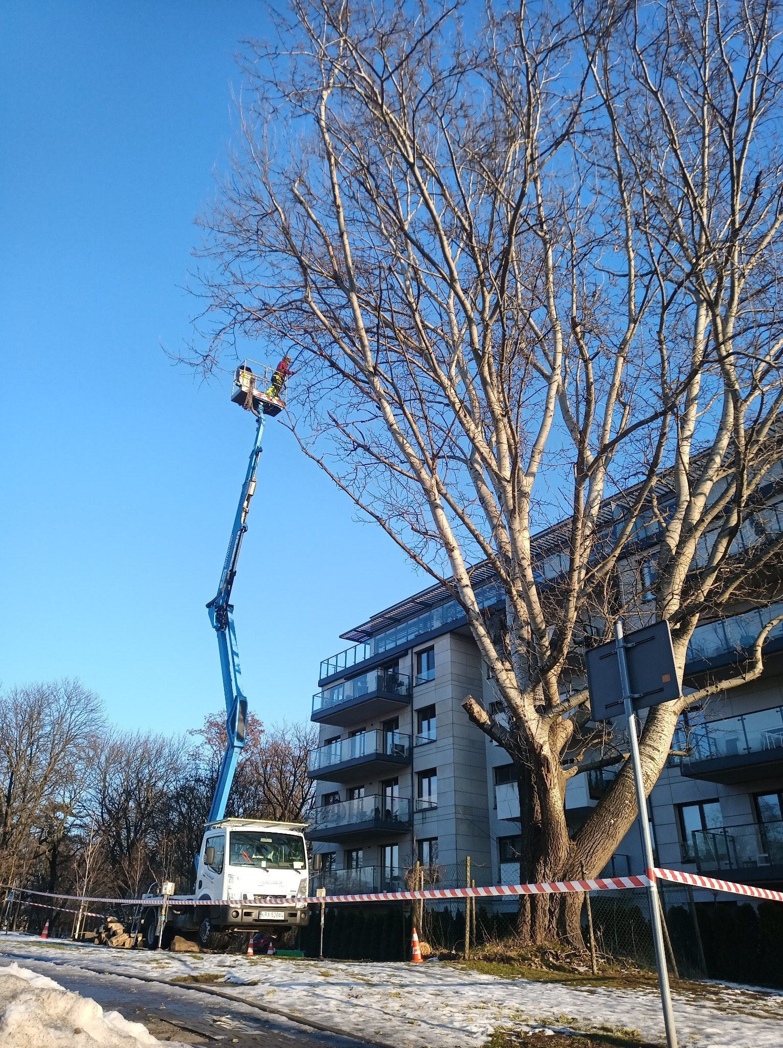 Pielęgnacja, formowanie korony