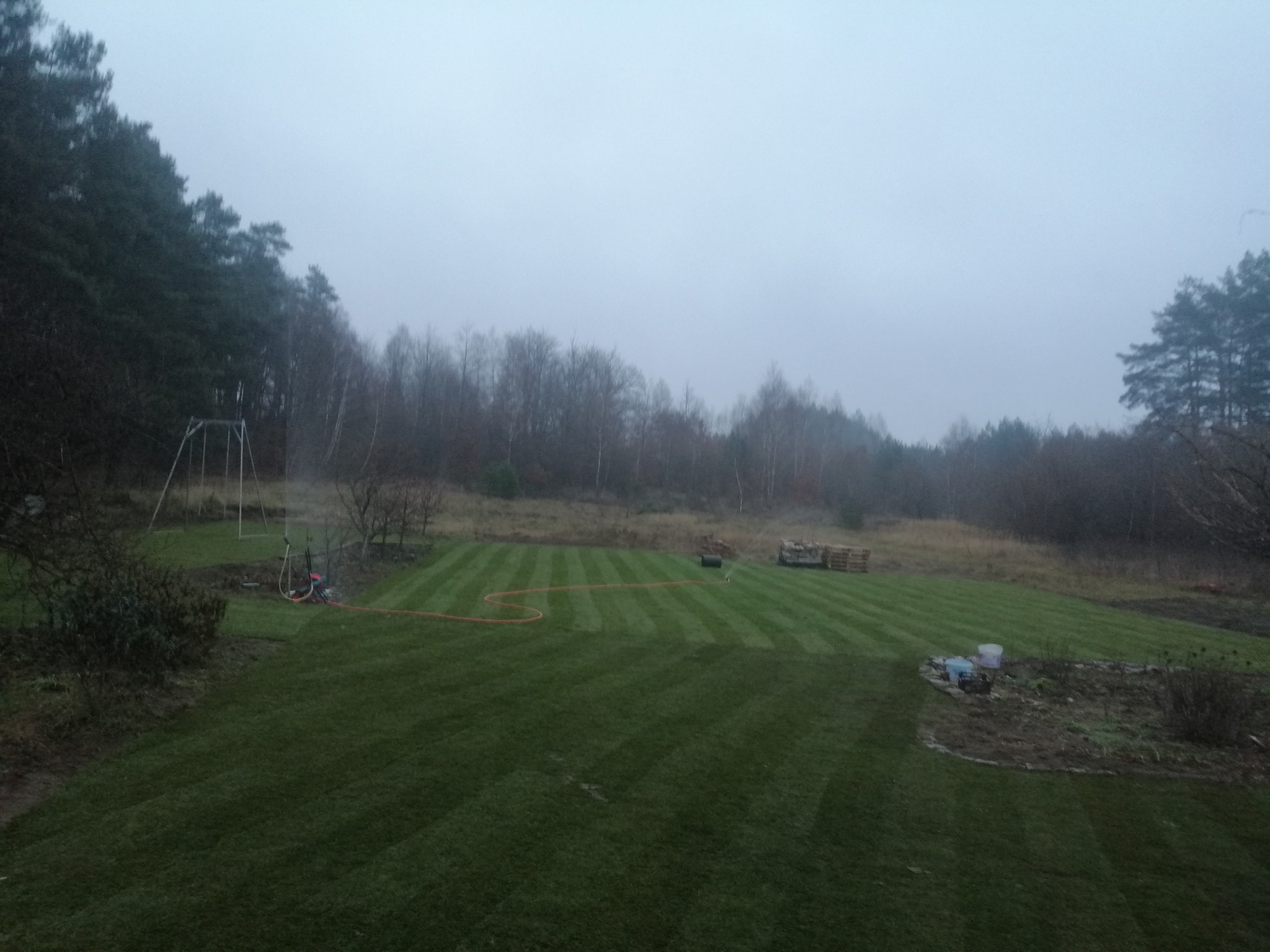 Świeżo założony trawnik z rolki z widocznymi pasami po koszeniu, system nawadniania w trakcie pracy, mglista pogoda, tło stanowią drzewa.