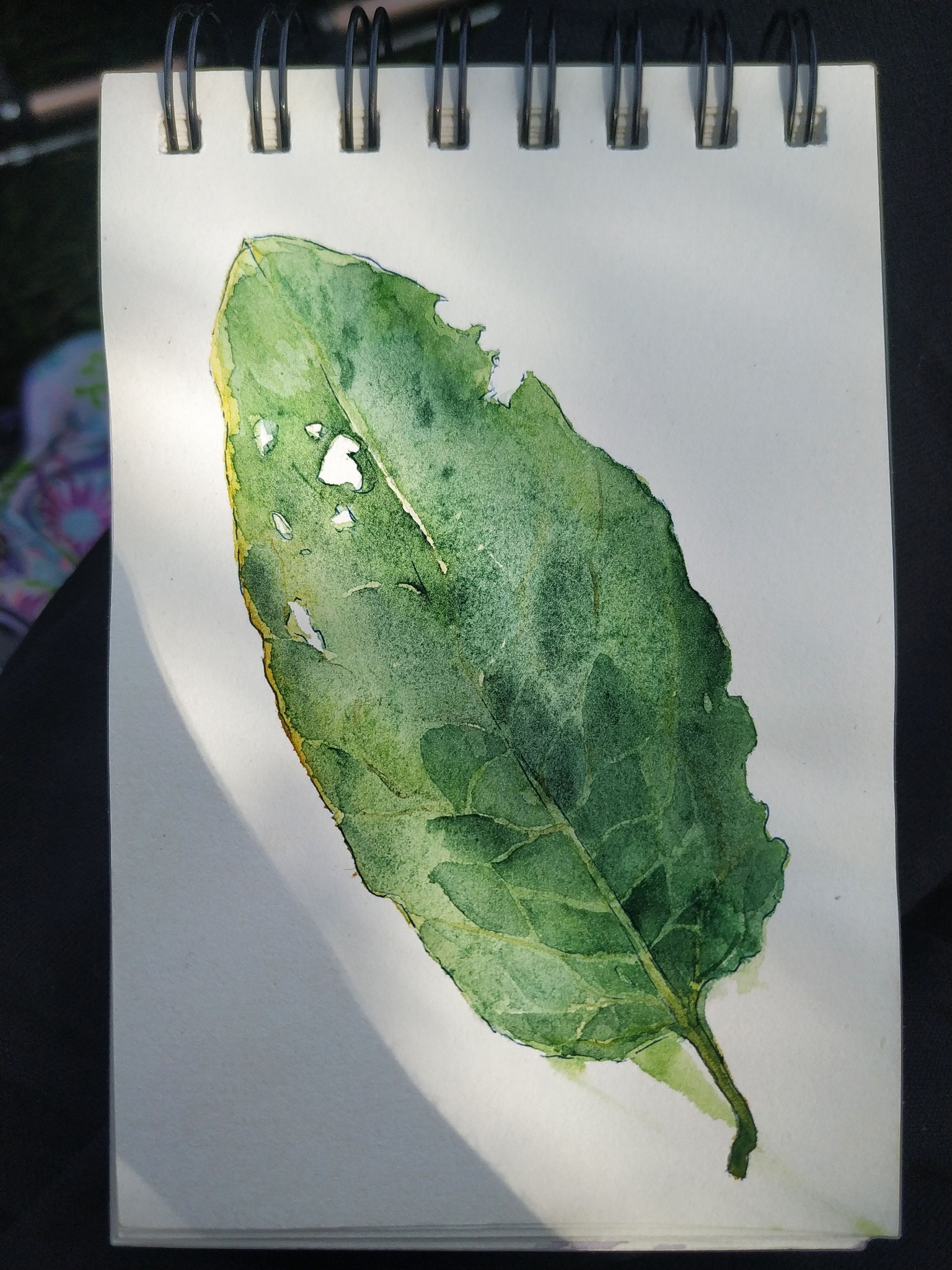 Akwarela przedstawiająca zielony liść z dziurami, namalowany na białej kartce w szkicowniku z metalową spiralą, oświetlony naturalnym światłem.