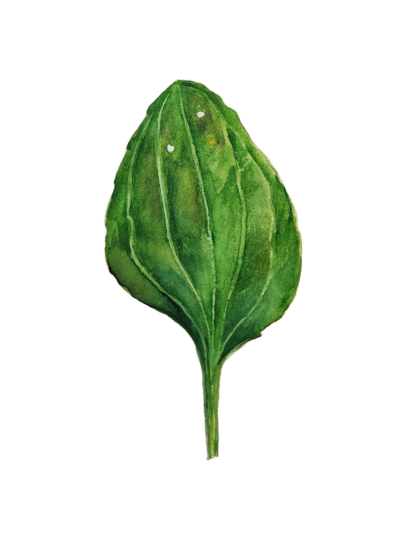 Akwarela przedstawiająca pojedynczy liść babki lancetowatej, wykonana przez artystę ze Świdnicy.