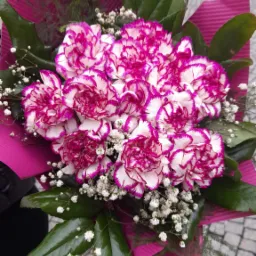 Bukiet goździków o białych płatkach z różowym obrzeżem, owinięty w fuksjowy papier, z drobnymi białymi kwiatkami i zielonymi liśćmi, na tle brukowanej ulicy.