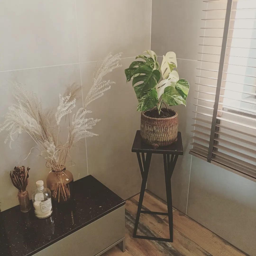 Fragment łazienki z blatem z ciemnego kamienia, na nim flakonik i wazon z suszonymi trawami, obok na metalowym stoliku doniczka z rośliną Monstera Variegata, w tle żaluzje okienne.