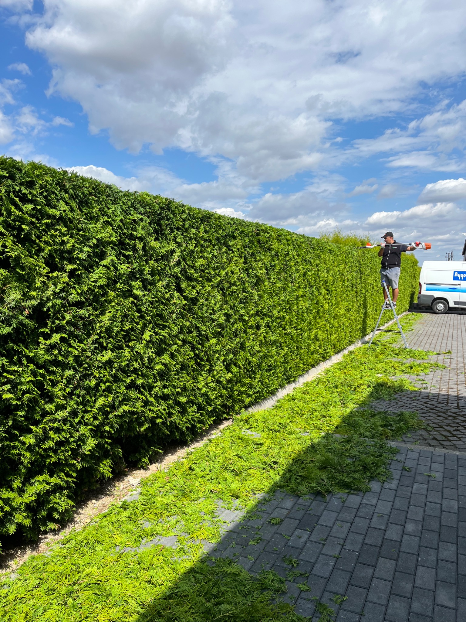 Cięcia żywopłotów