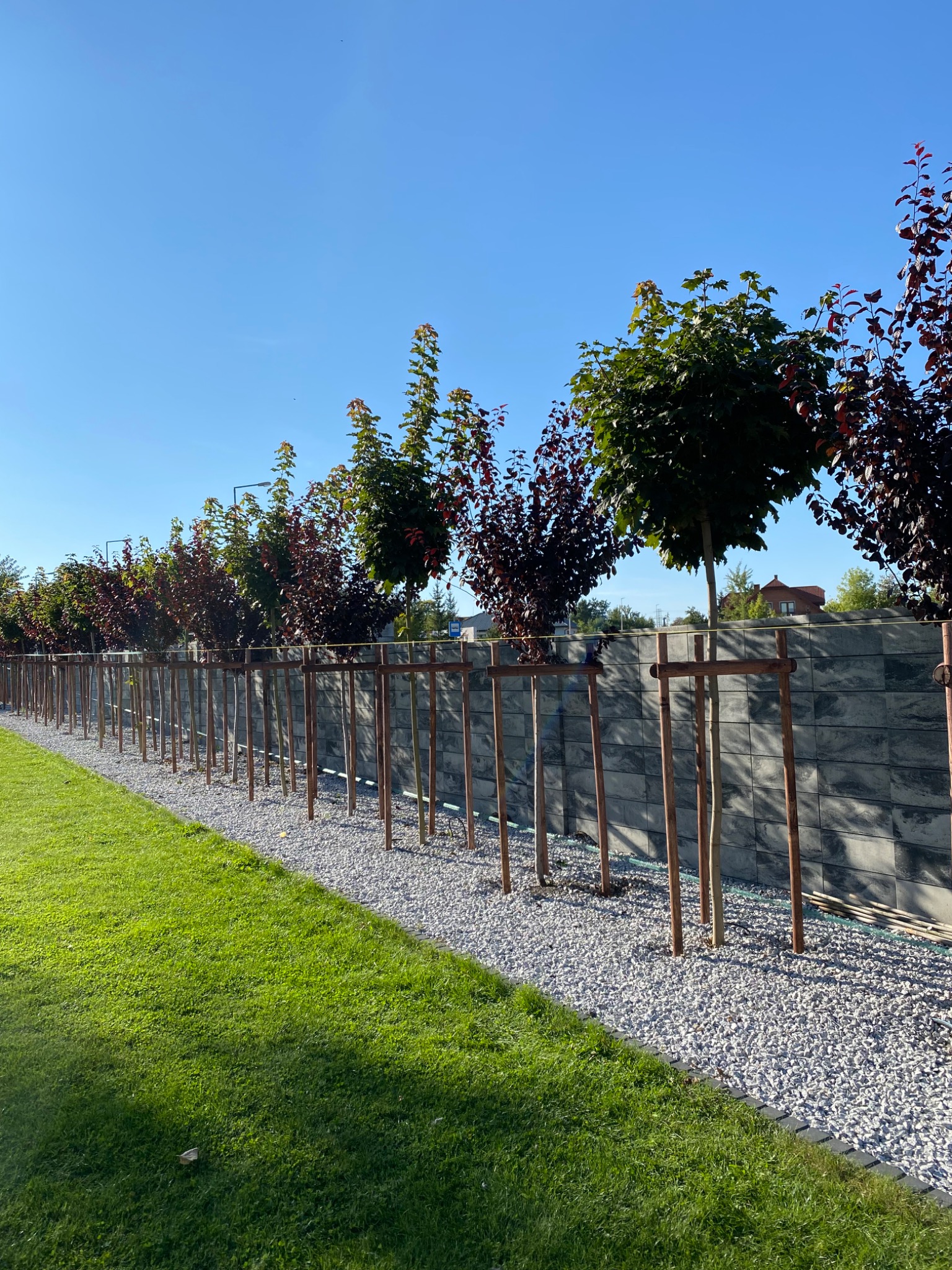 Sadzenie i palikowanie drzew