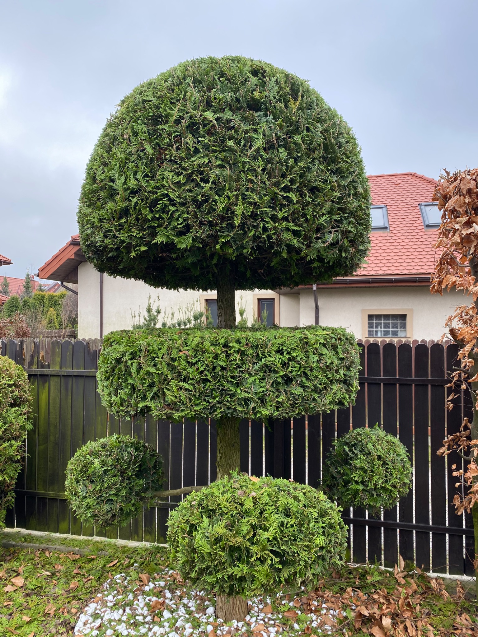 Cięcia pielęgnacyjne