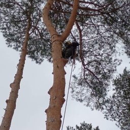 Wycinka drzew Jarosław 6