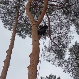 Pracownik zabezpieczony linami, w trakcie wspinaczki na wysoką sosnę, prawdopodobnie w celu jej pielęgnacji lub usunięcia gałęzi.