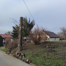 Wycinka drzew Jarosław 16