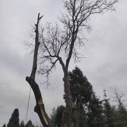 Wycinka drzew Jarosław 17