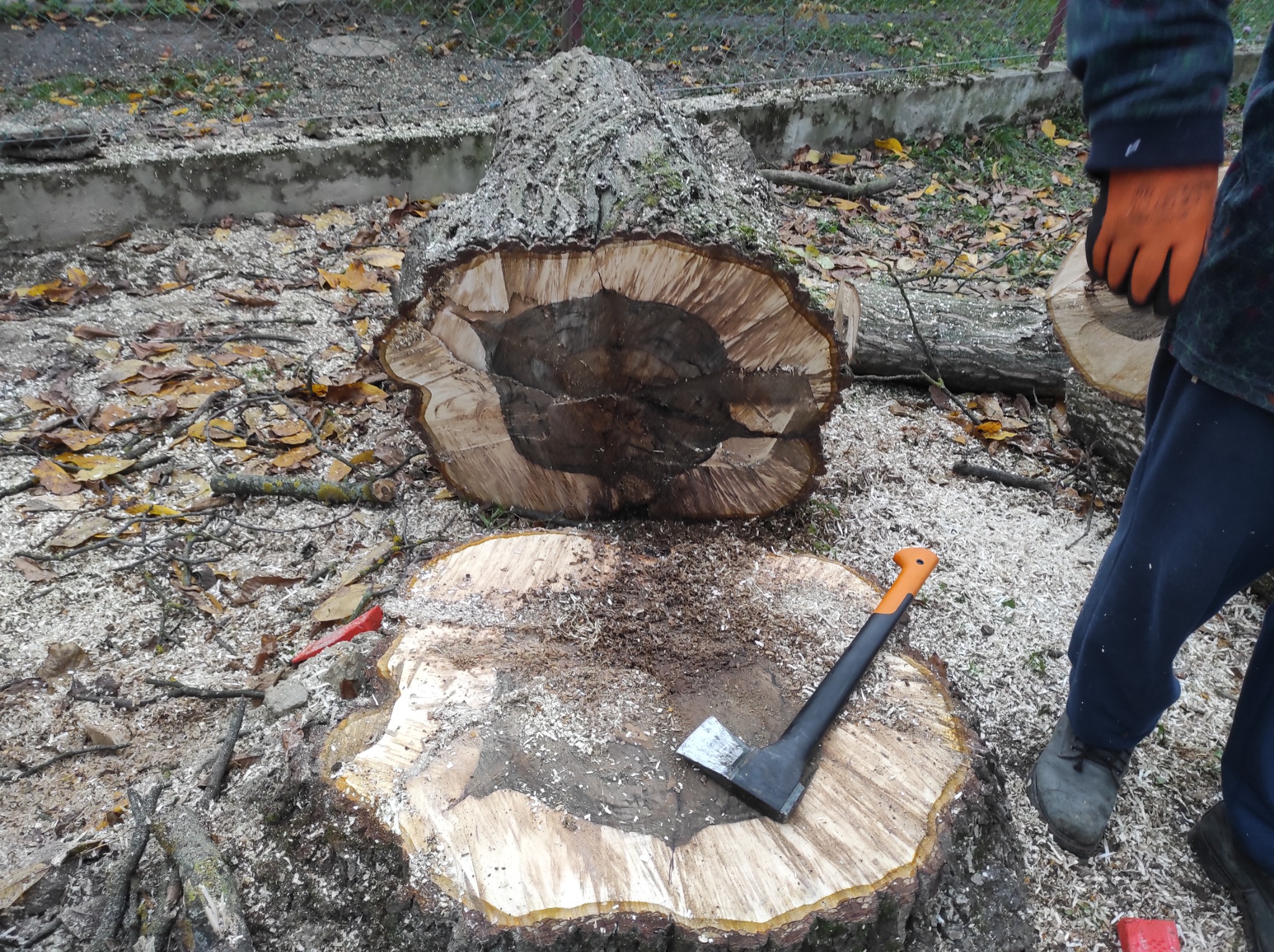 Świeżo ścięty pień drzewa z siekierą wbitą w drewno, obok leży fragment pnia, a w tle widać ogrodzenie.