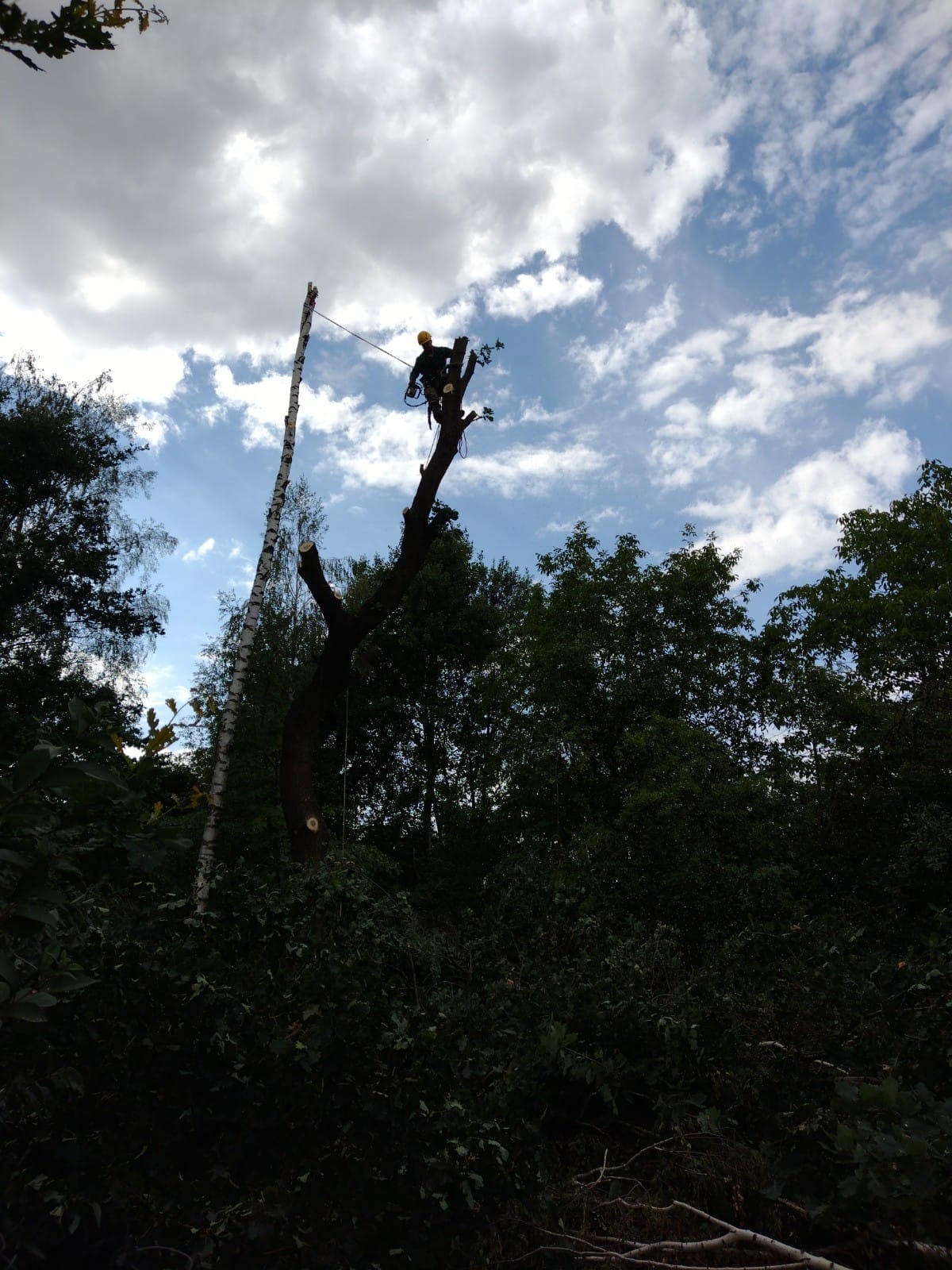 Pracownik w kasku na szczycie pnia obciętego drzewa, zabezpieczony liną, z piłą łańcuchową w ręku, na tle pochmurnego nieba; w tle widoczne drzewa.