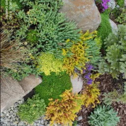 Aranżacja ogrodu skalnego z różnorodnymi roślinami iglastymi i okrywowymi w odcieniach zieleni, żółci i pomarańczy, uzupełniona kamieniami i korą.