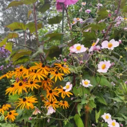 Tętniące życiem nasadzenia