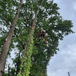 Arborysta w kasku, zabezpieczony linami, przycina gałęzie wysokiego drzewa porośniętego bluszczem, używając piły łańcuchowej.