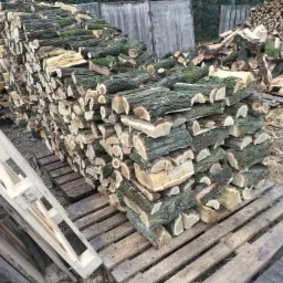 Ułożone drewno kominkowe na paletach, widoczne ślady mchu na korze, w tle stos drewna i drewniane ogrodzenie.