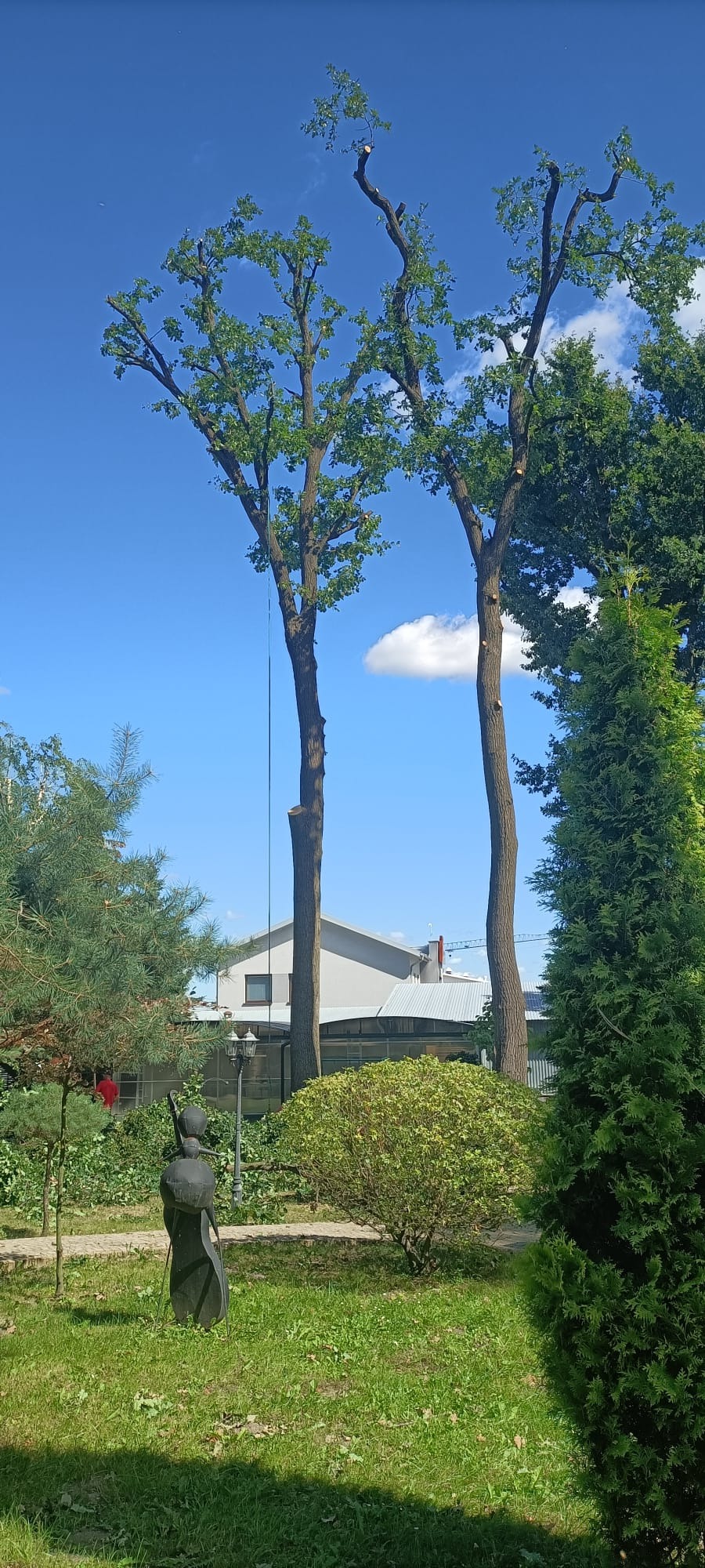Dwa wysokie drzewa po częściowym przycięciu gałęzi, z liną zwisającą z jednego z nich, na tle błękitnego nieba i budynku; na pierwszym planie zieleń ogrodu i rzeźba.