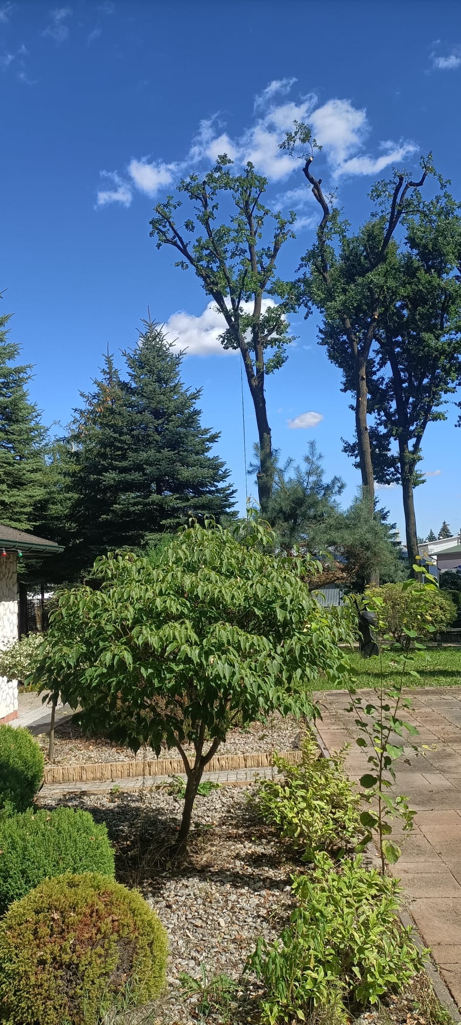 Widok na zadbany ogród z różnorodną roślinnością: drzewa iglaste, krzewy ozdobne i drzewo liściaste z przyciętymi gałęziami na tle błękitnego nieba z chmurami.